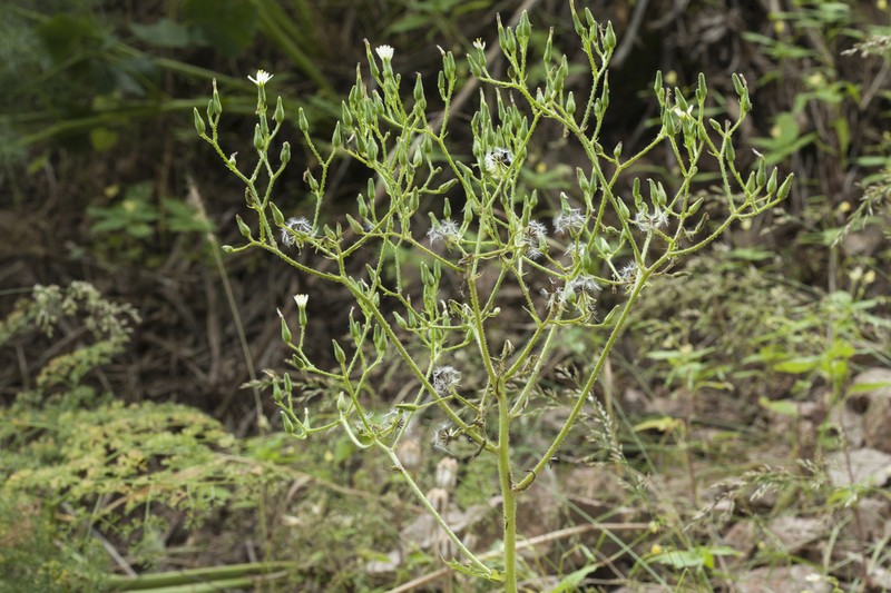 Cicerbita subplumosa
