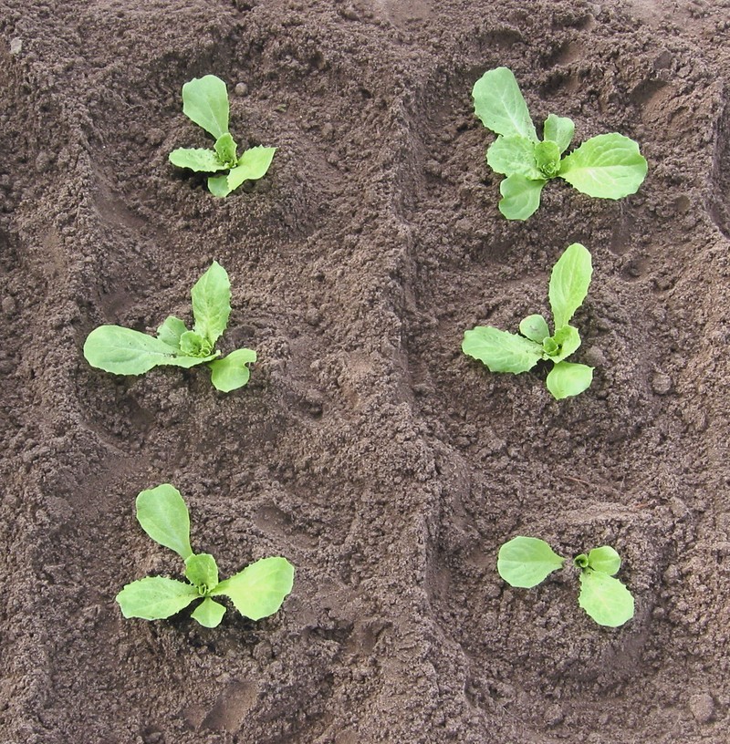 Cultivated Endive photo 5