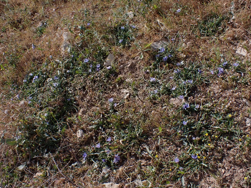 Cultivated Endive photo 4