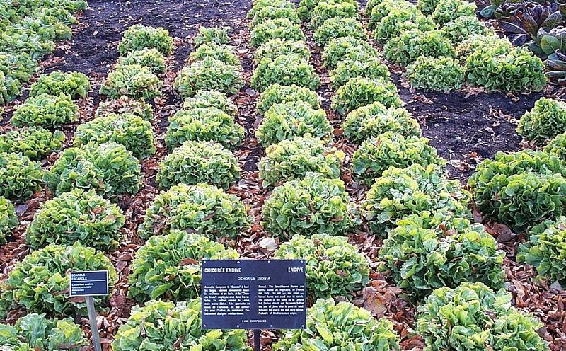 Cultivated Endive
