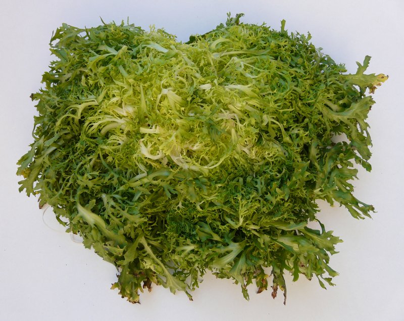 Cultivated Endive photo 7