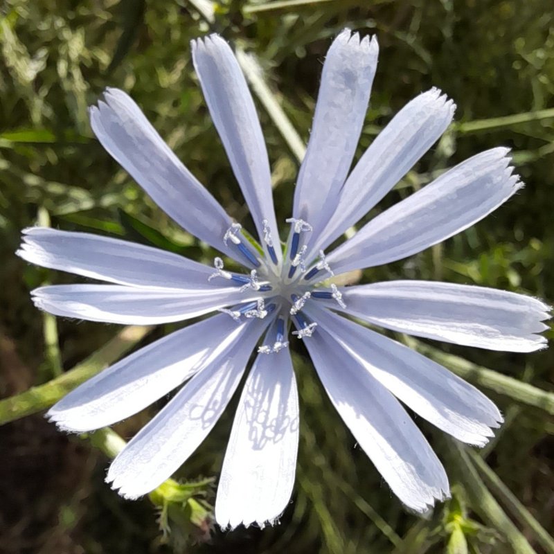 Cultivated Endive photo 8