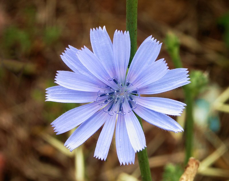 Chicory photo 2
