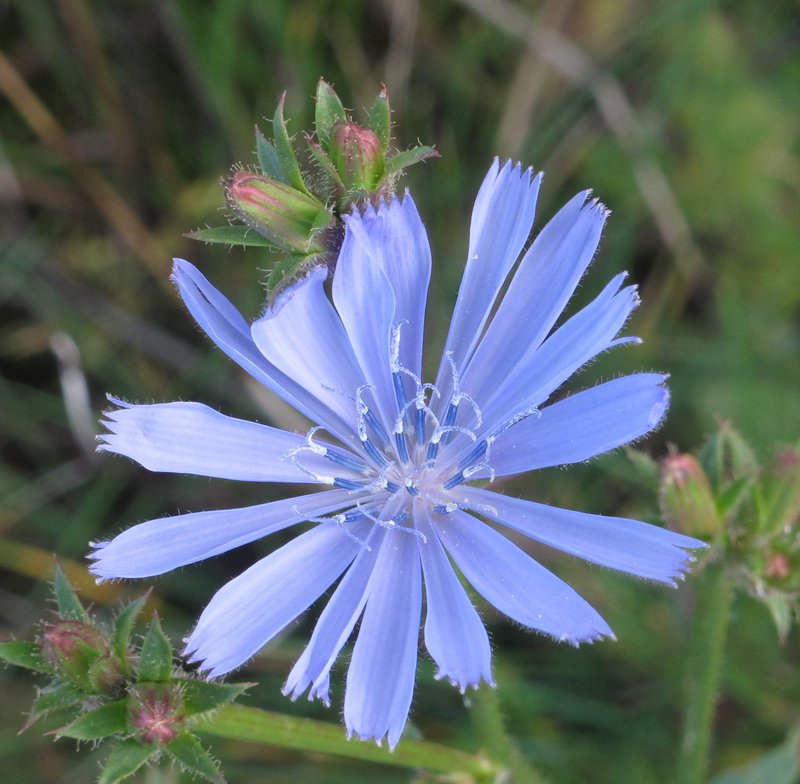 Chicory photo 3