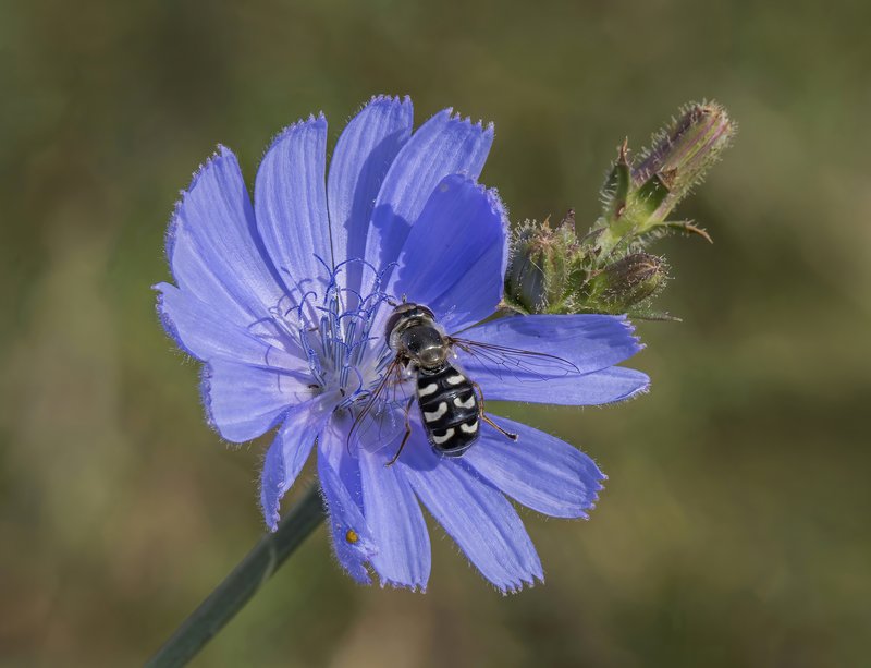 Chicory photo 4