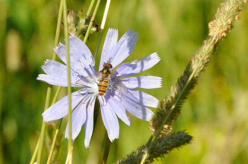 Chicory photo 5