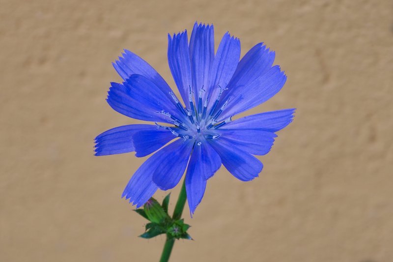 Chicory photo 6