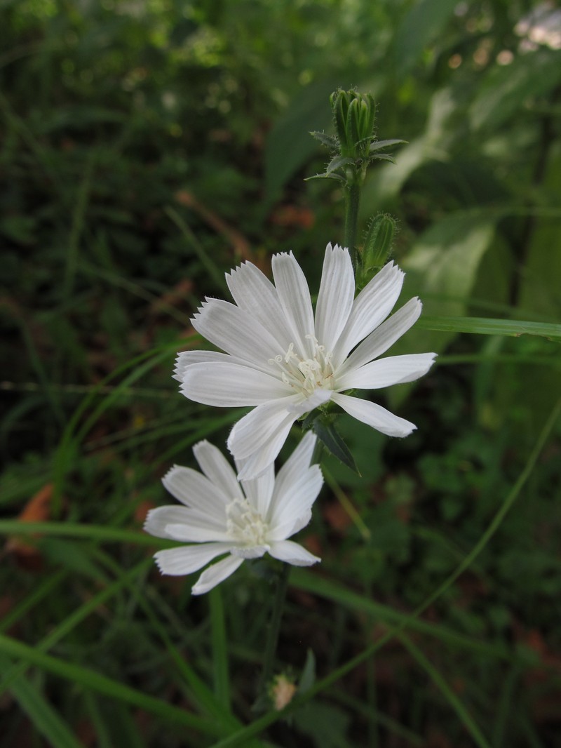 Chicory photo 8