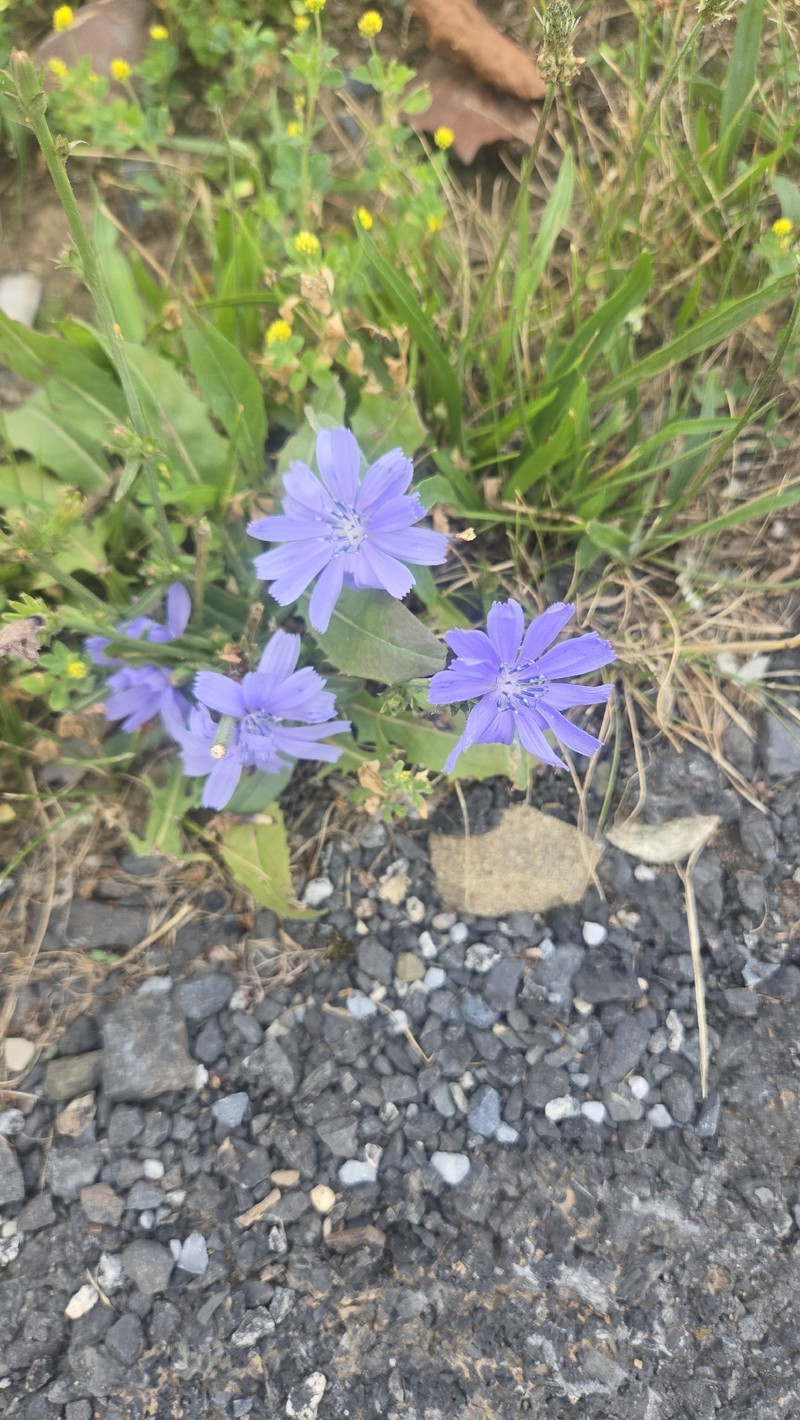 Cichorium intybus subsp. intybus