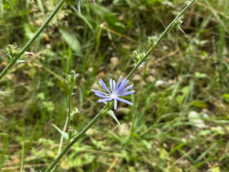 Cichorium intybus subsp. intybus photo 2