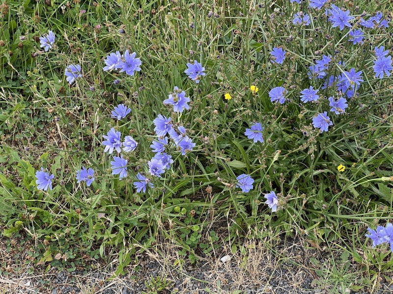 Cichorium intybus subsp. intybus photo 3