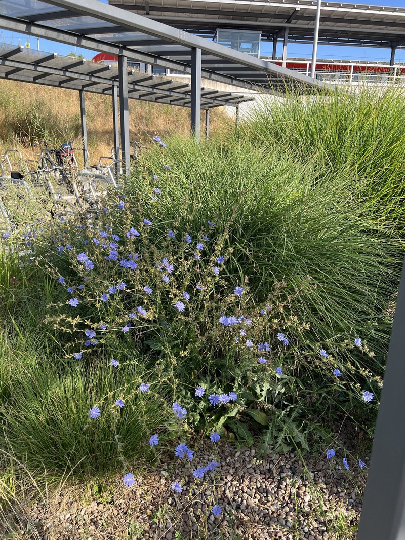 Cichorium intybus subsp. intybus photo 4