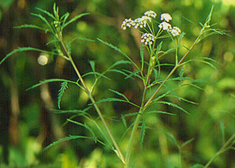 Bulblet-Bearing Water Hemlock