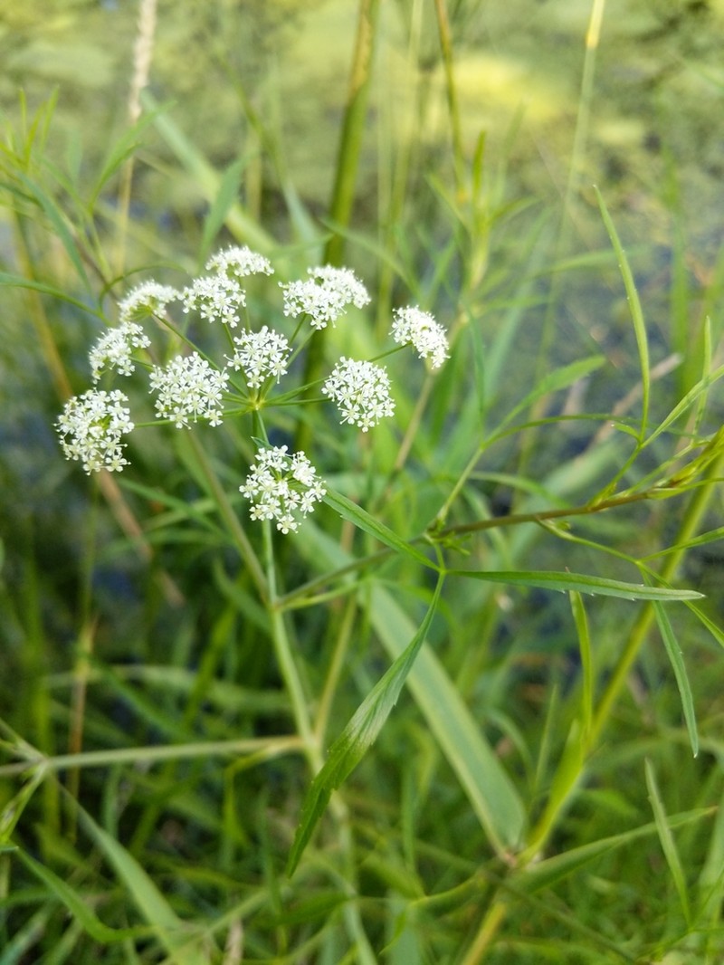 Bulblet-Bearing Water Hemlock