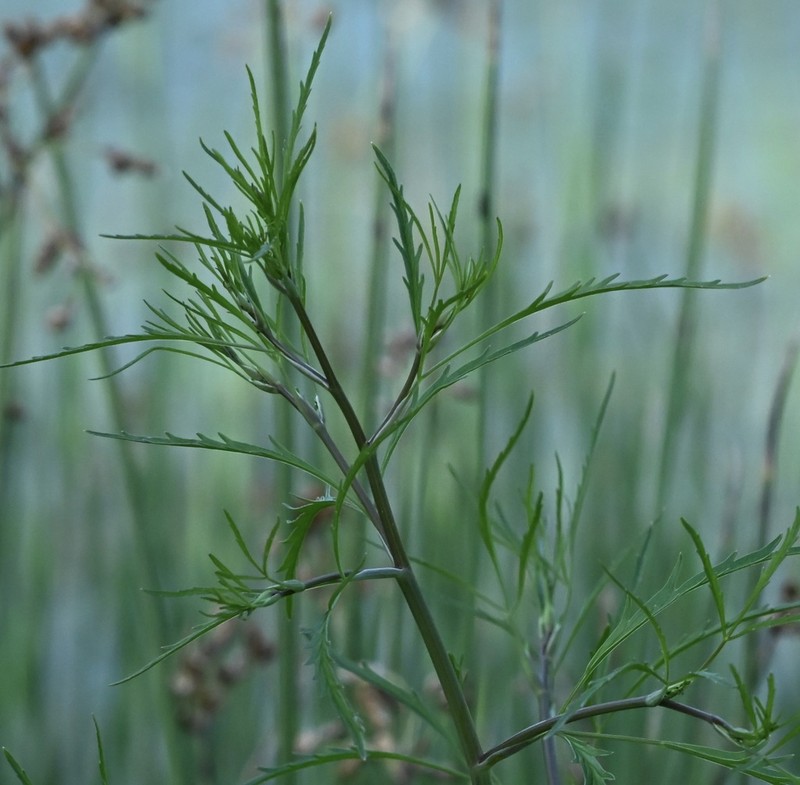 Bulblet-Bearing Water Hemlock photo 2