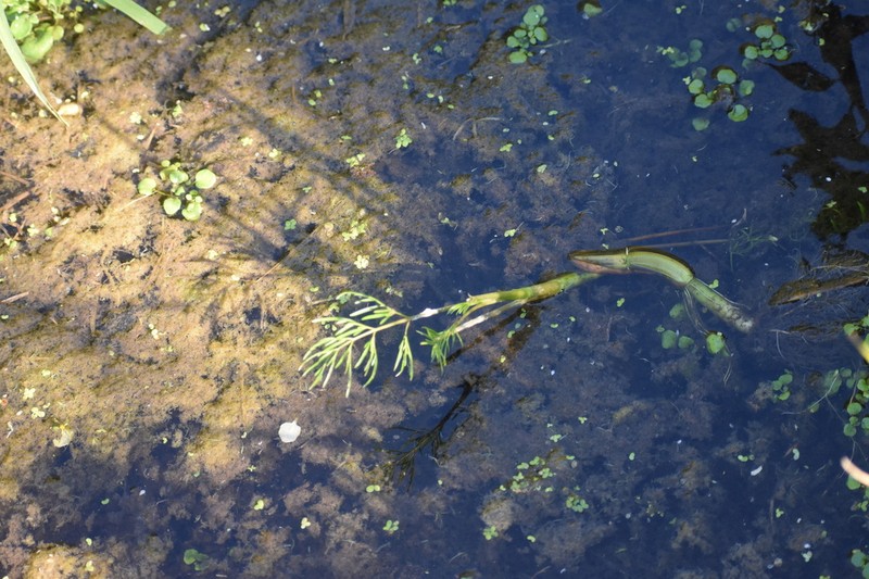 Bulblet-Bearing Water Hemlock photo 3