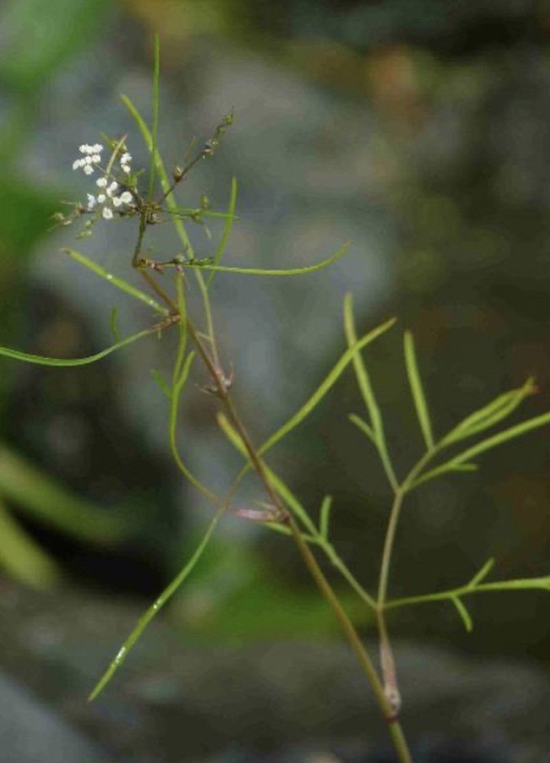 Bulblet-Bearing Water Hemlock photo 4