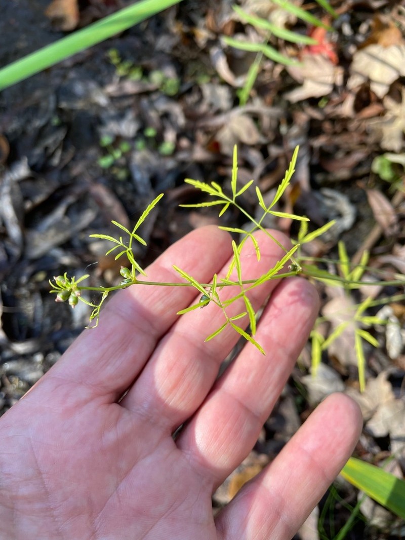 Bulblet-Bearing Water Hemlock photo 5