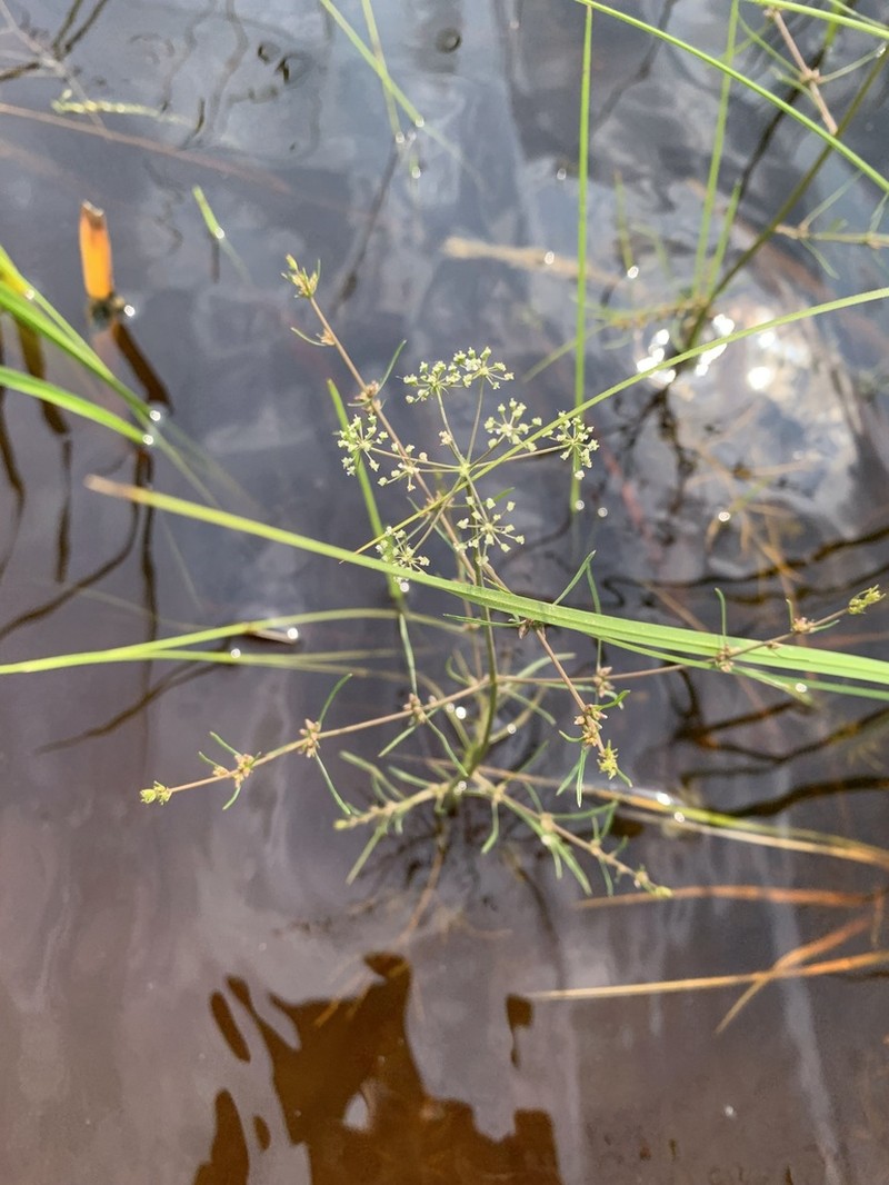 Bulblet-Bearing Water Hemlock photo 6