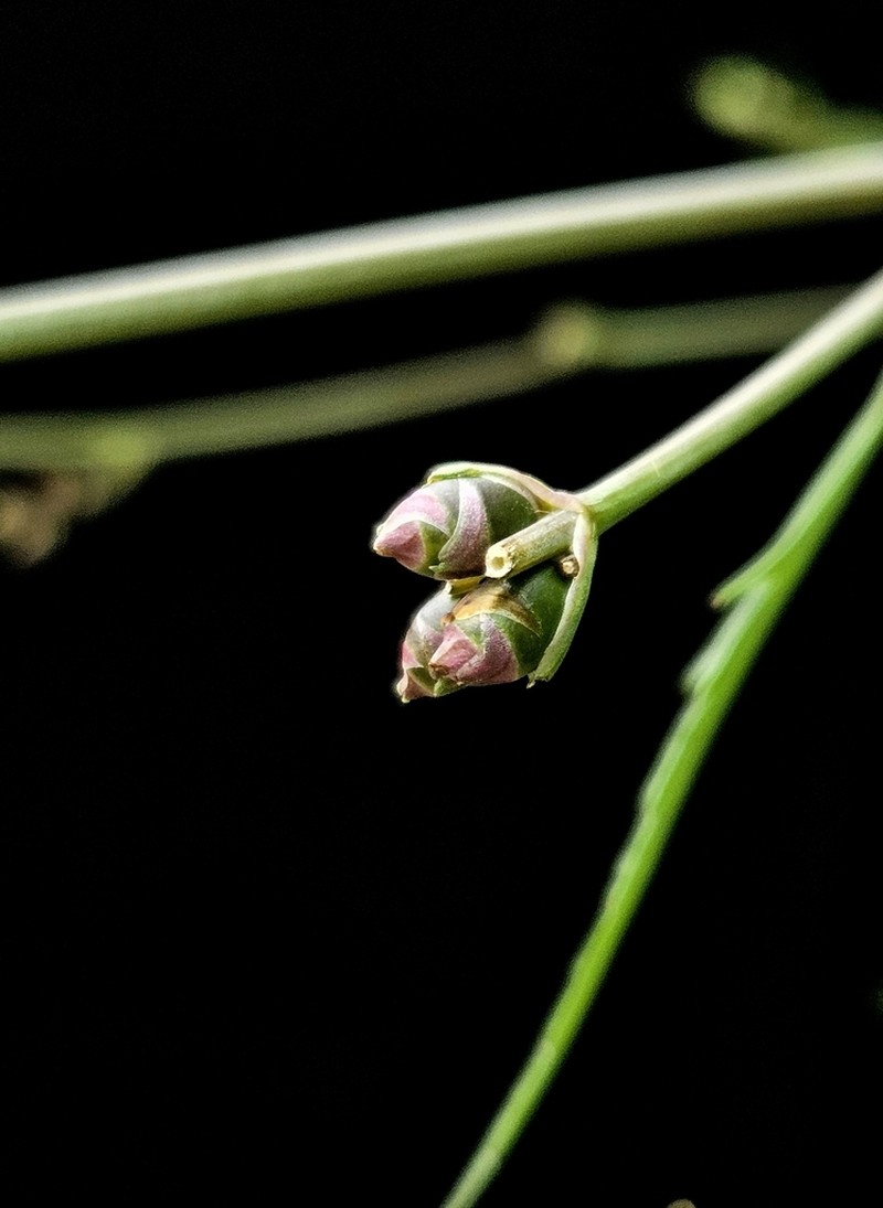 Bulblet-Bearing Water Hemlock photo 7