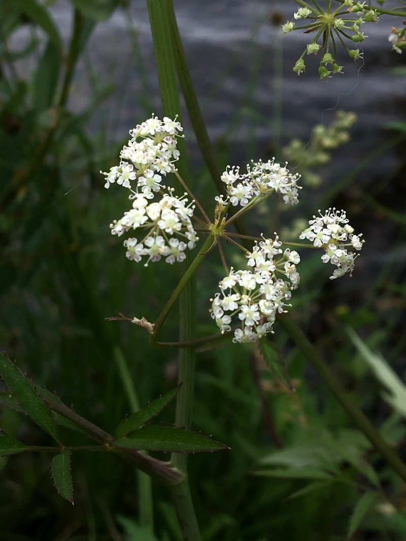 Western Water Hemlock photo 2