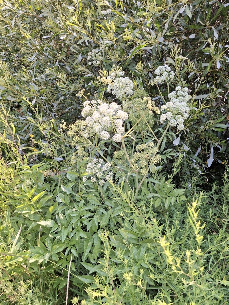 Western Water Hemlock photo 3