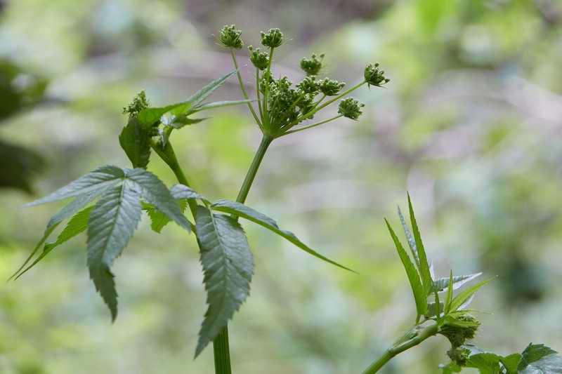 Western Water Hemlock photo 4