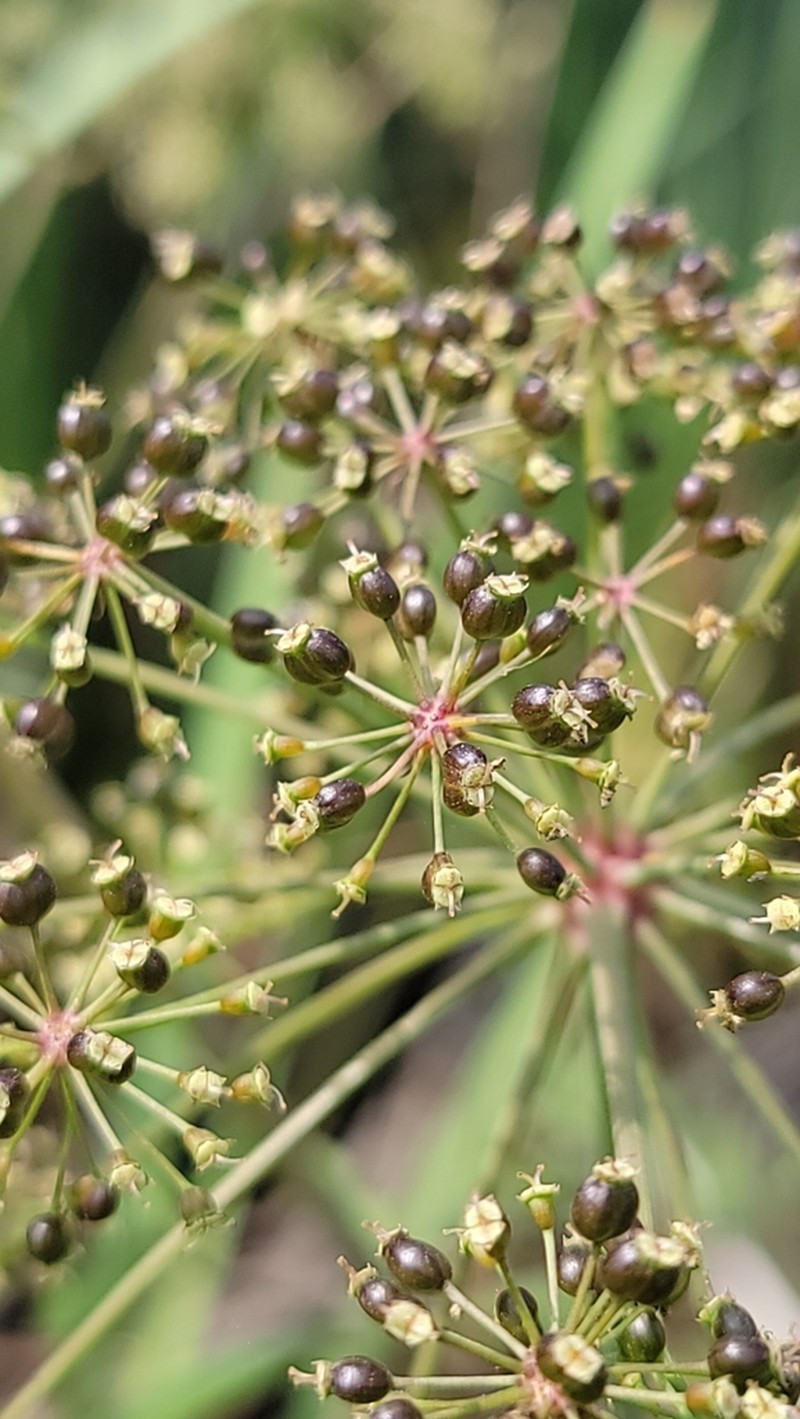 Western Water Hemlock photo 5