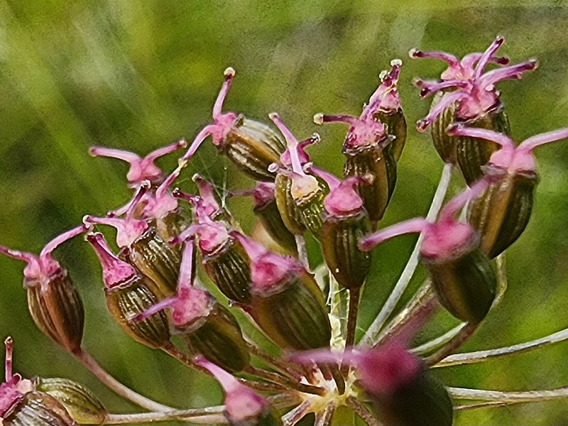 Western Water Hemlock photo 6