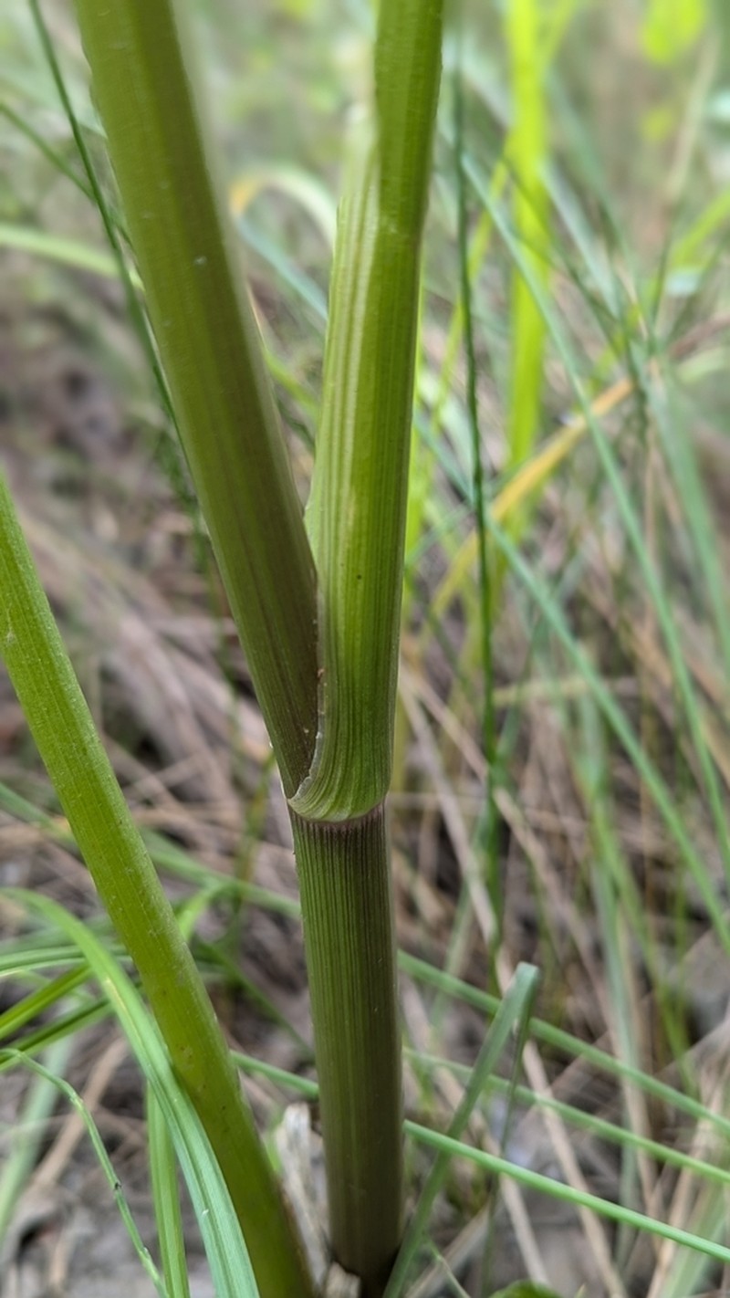 Western Water Hemlock photo 7