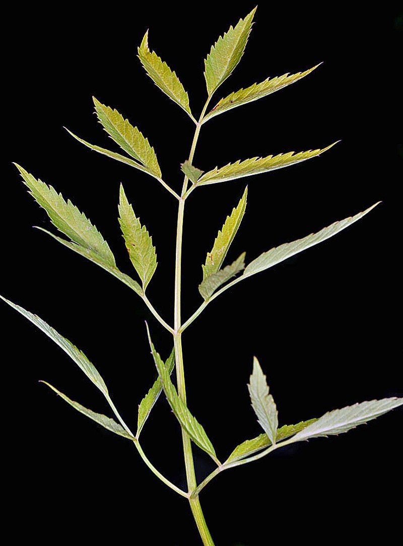 Western Water Hemlock photo 8
