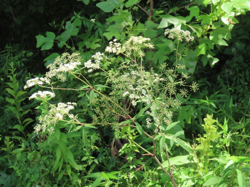 Spotted Water Hemlock