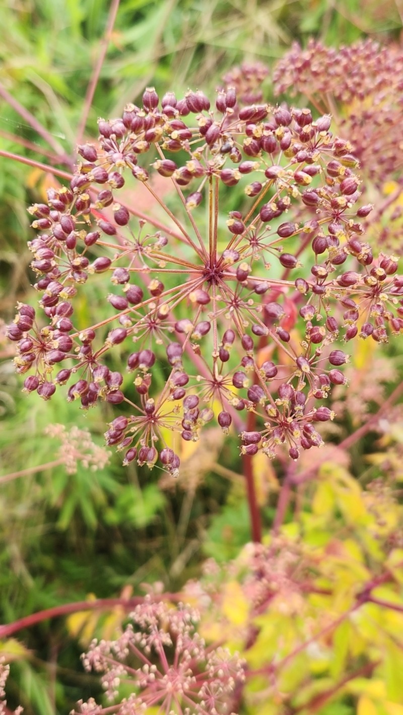 Spotted Water Hemlock photo 2