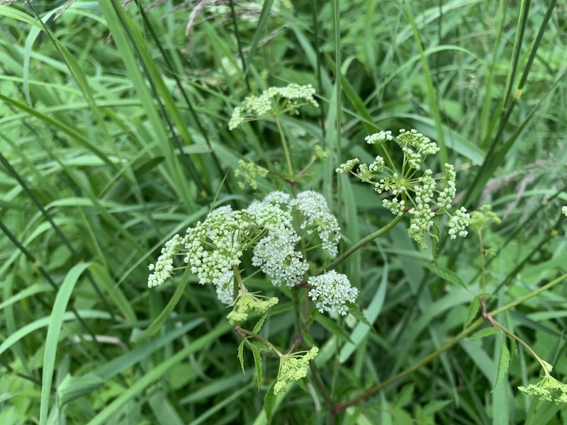 Spotted Water Hemlock photo 3