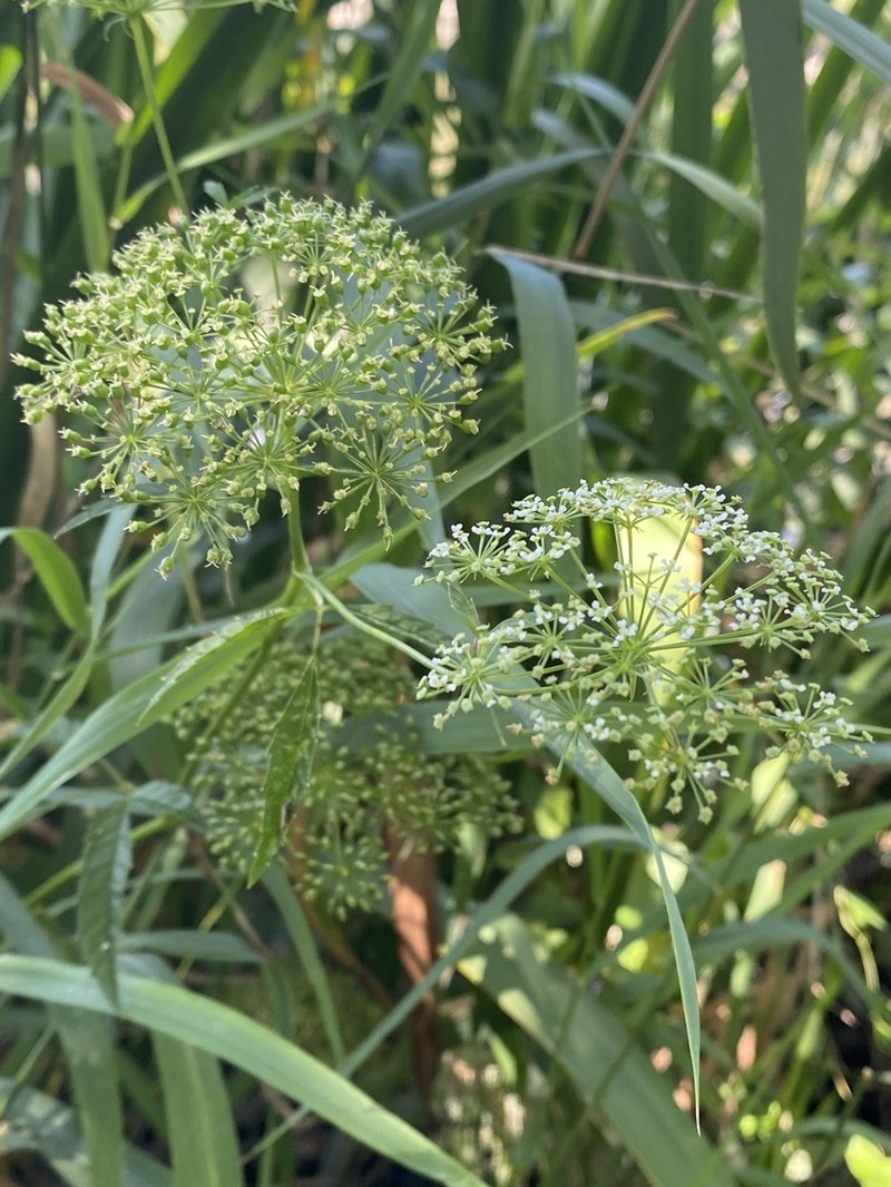 Spotted Water Hemlock photo 4