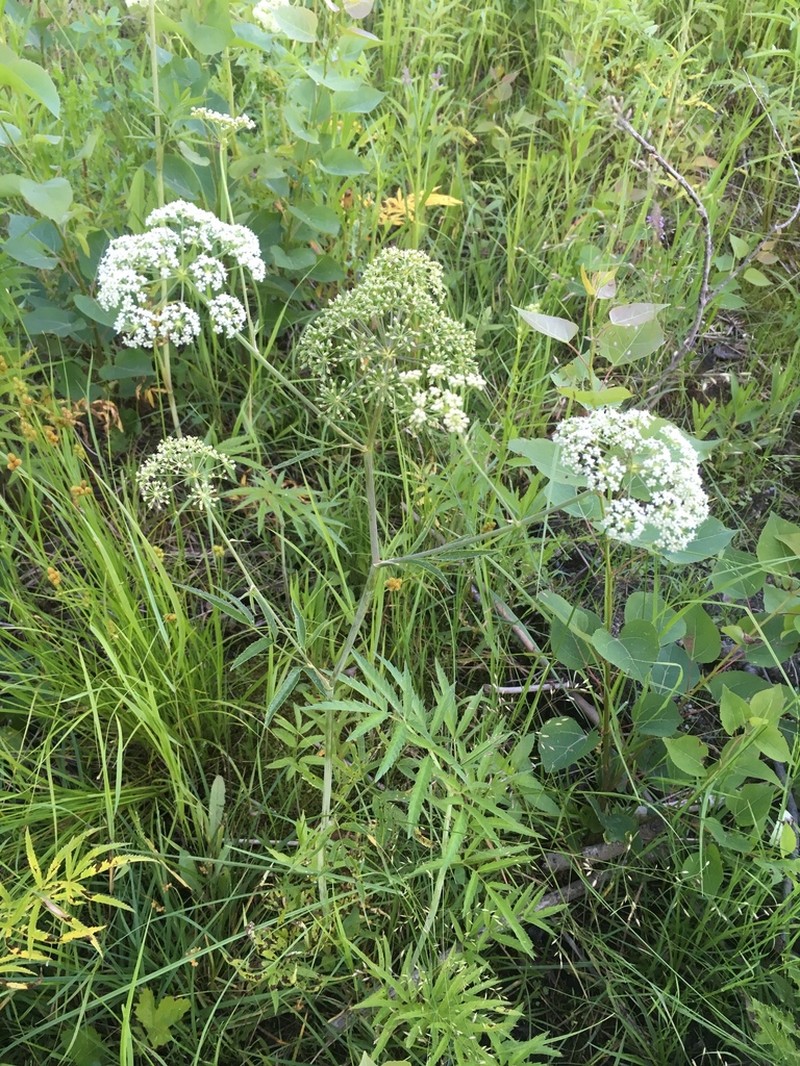 Spotted Water Hemlock photo 5