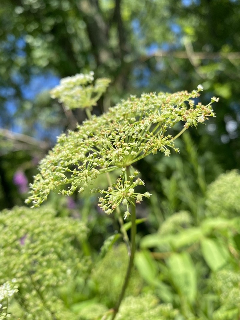 Spotted Water Hemlock photo 6