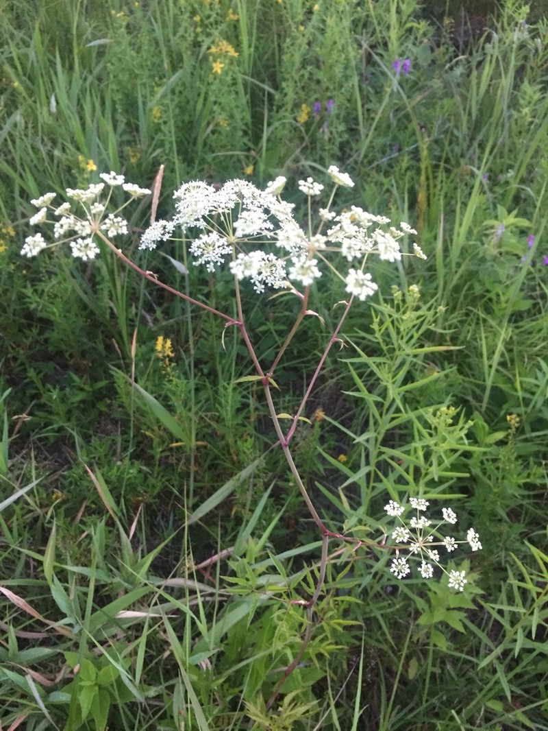 Spotted Water Hemlock photo 7