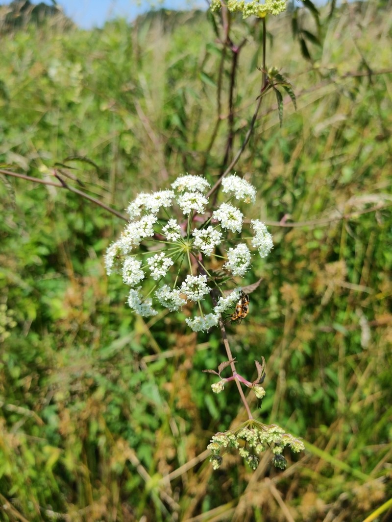 Spotted Water Hemlock photo 8