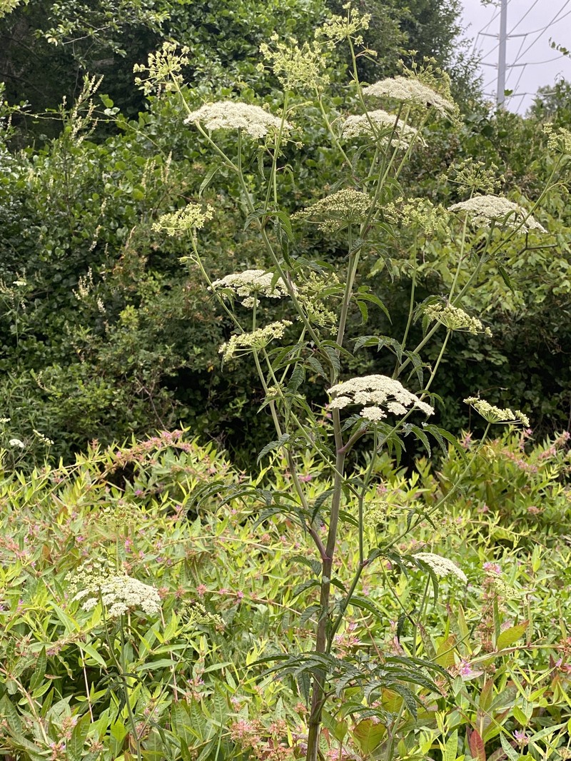 Cicuta maculata var. angustifolia