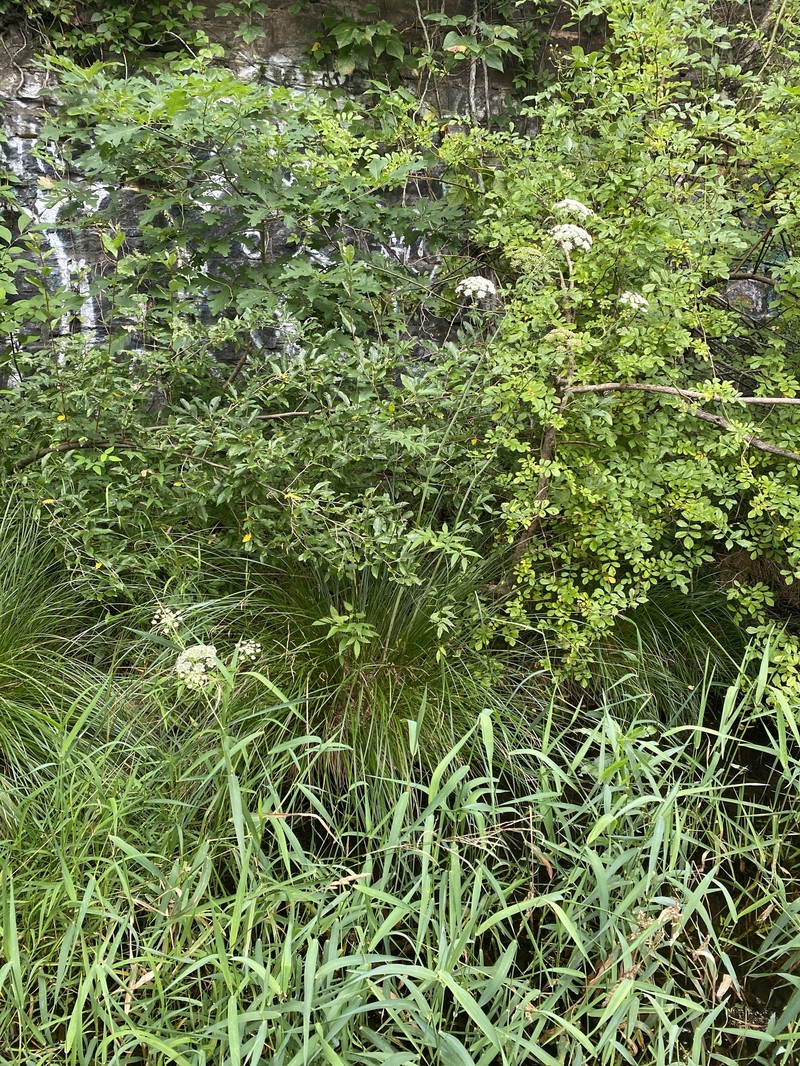 Cicuta maculata var. angustifolia photo 3