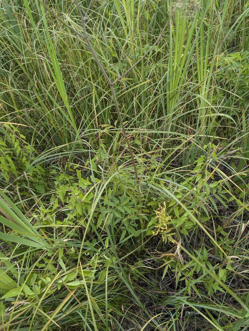 Cicuta maculata var. angustifolia photo 4