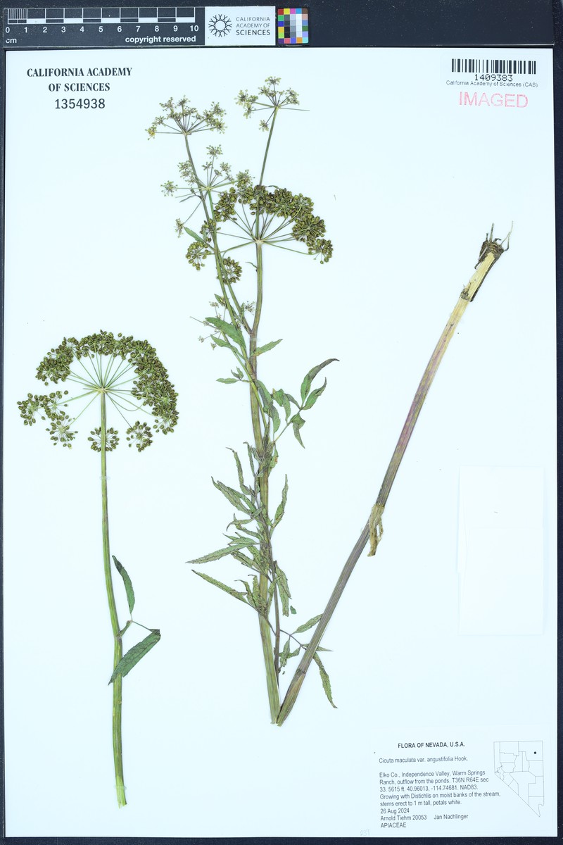 Cicuta maculata var. angustifolia photo 5