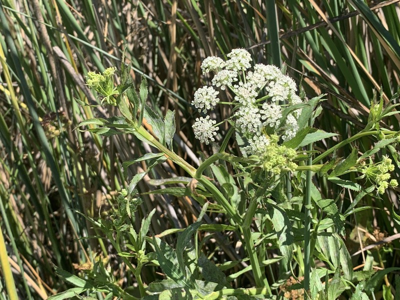 Cicuta maculata var. bolanderi photo 3
