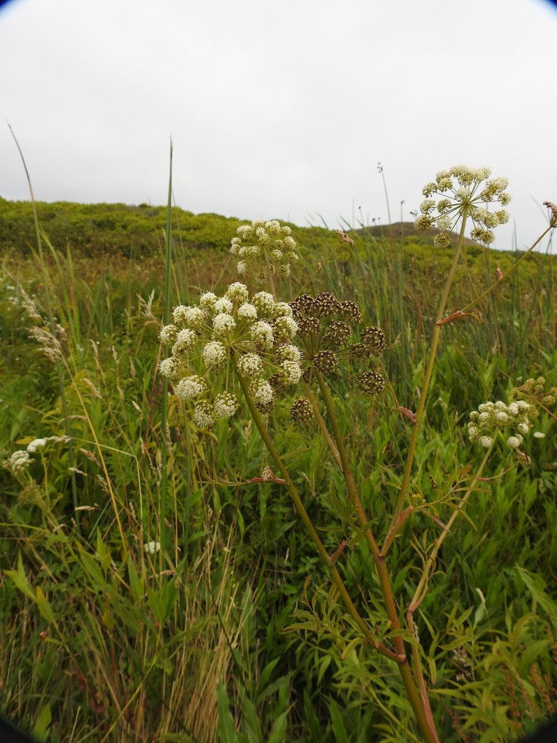 Cicuta maculata var. bolanderi photo 6