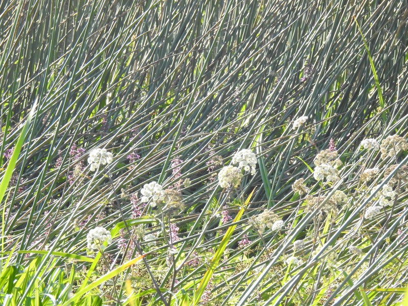 Cicuta maculata var. bolanderi photo 8