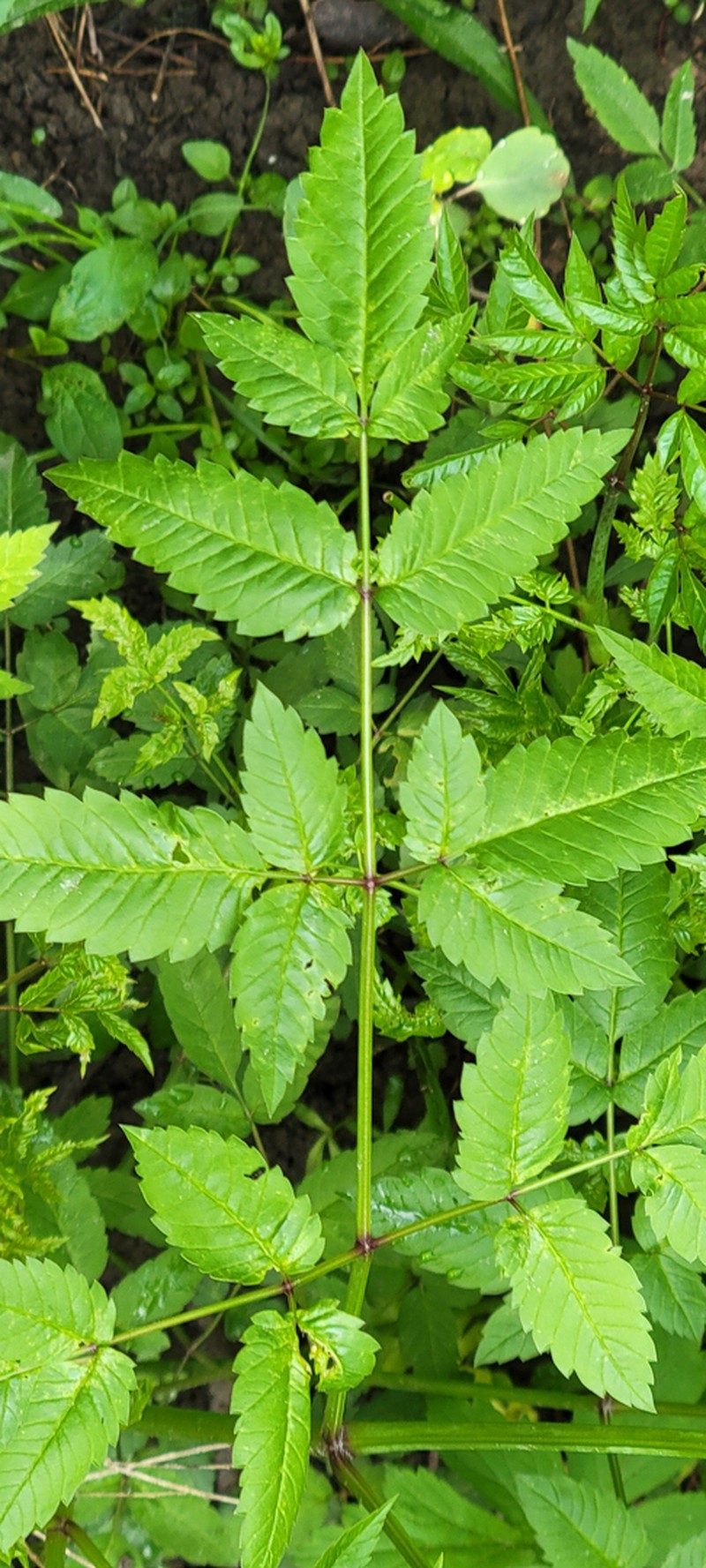 Cicuta maculata var. maculata