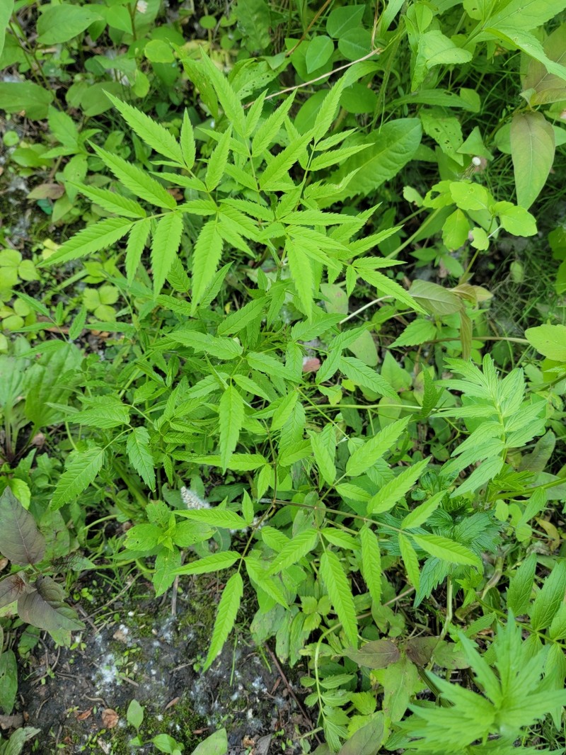 Cicuta maculata var. maculata photo 2
