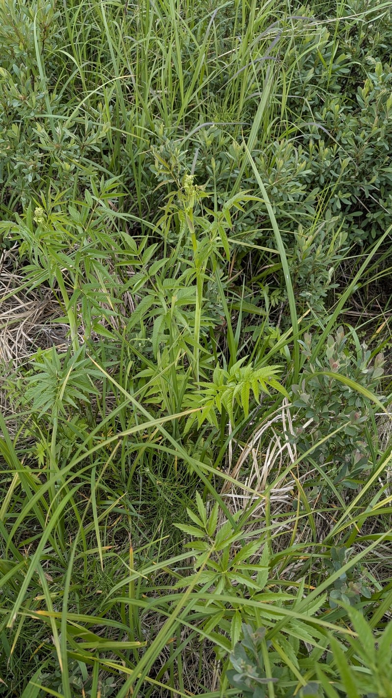 Cicuta maculata var. maculata photo 3