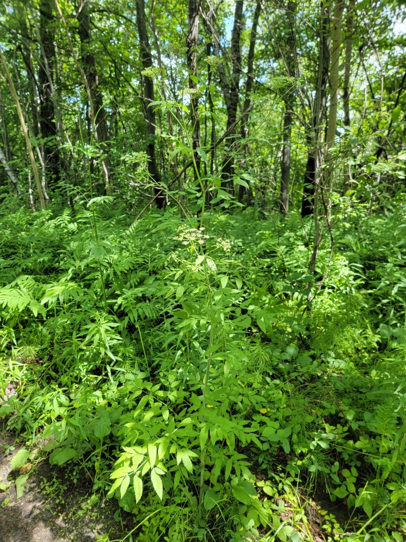 Cicuta maculata var. maculata photo 4